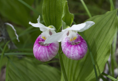 White Lake Preservation Project - Celebrating Five Years!